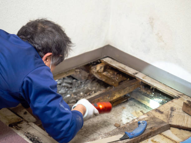 Best Mold Remediation  in Harmony, PA