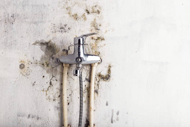 Best Home Mold Removal  in Harmony, PA