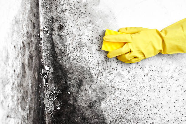 Best Residential Mold Removal  in Harmony, PA