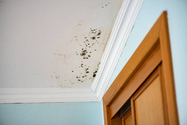 Best Residential Mold Removal  in Harmony, PA