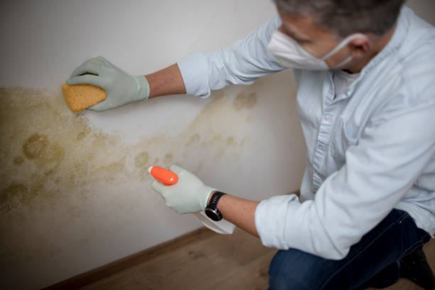 Best Black Mold Removal  in Harmony, PA