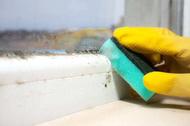 Best Toxic Mold Removal  in Harmony, PA