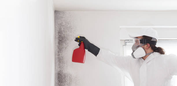Best Mold Damage Repair  in Harmony, PA