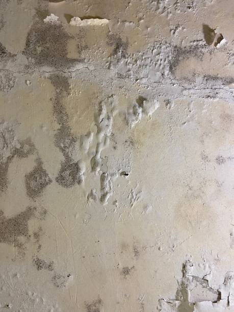 Mold Removal Process in Harmony, PA