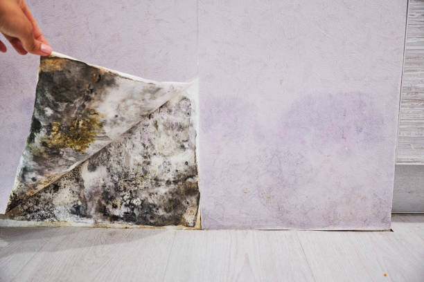 Best Same-Day Mold Removal  in Harmony, PA